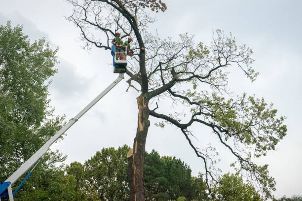 How Our Tree Care Process Works  in  Longbranch, WA